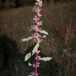 Amaranthus torreyi Çiçek