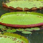 Victoria amazonica Yaprak