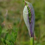 Angelica triquinata 樹皮