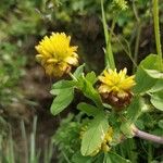 Trifolium badium Blodyn