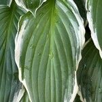 Hosta plantagineaFolha