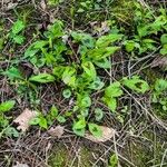 Persicaria virginiana Hoja