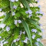 Echium candicansफूल