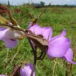 Eulophia cucullata Flower