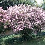 Calliandra brevipes Hábito