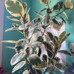 Ficus elasticaFulla