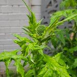 Echinops exaltatus Foglia