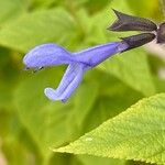 Salvia patens Цвят