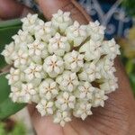 Hoya nicholsoniae Λουλούδι