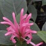 Justicia carnea ফুল