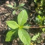 Penthorum sedoides Leaf