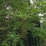 Alangium platanifolium Hábito