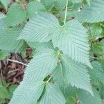 Rhodotypos scandens Leaf