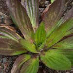 Plantago subnuda Yaprak