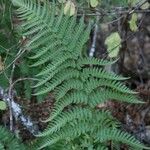 Dryopteris arguta Leaf