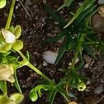 Sagina procumbens Feuille