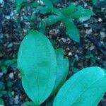 Abuta grandifolia Frunză