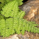 Gymnocarpium dryopteris ഫലം