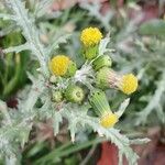 Senecio vulgaris फूल