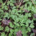 Corydalis cava Blatt