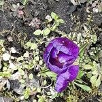 Crocus flavus Flower