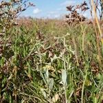 Atriplex pedunculata 整株植物