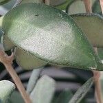 Hoya bilobata Leaf