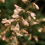 Penstemon canescens Flower