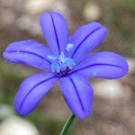Aphyllanthes monspeliensis Blomma