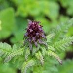 Pedicularis recutita Цветок