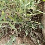 Rhaponticum repens Likasa