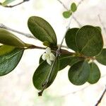 Fernelia buxifolia Flor
