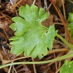 Saxifraga geranioides Leaf
