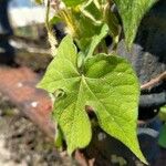 Ipomoea hederacea Blad