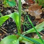 Allium nigrum Kabuk