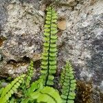 Asplenium trichomanes Φύλλο
