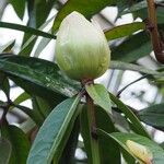 Rhododendron crassifolium Ostatní