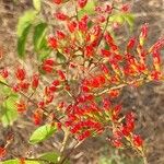 Combretum coccineum Blodyn