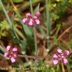 Turgenia latifolia 花