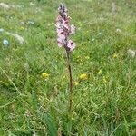 Pedicularis rostratospicata 花
