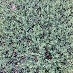 Polygonum aviculare Habit