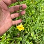 Oenothera indecora Fleur