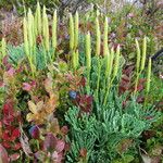 Lycopodium tristachyum Habitus