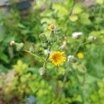 Sonchus oleraceus 花