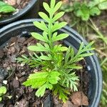 Grevillea robusta Leaf