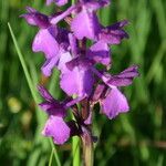 Anacamptis palustris Flor