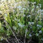 Myosotis minutiflora Fula