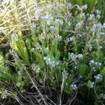 Myosotis minutiflora Virág