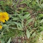 Inula oculus-christi 花