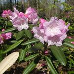 Rhododendron degronianum Blomma
